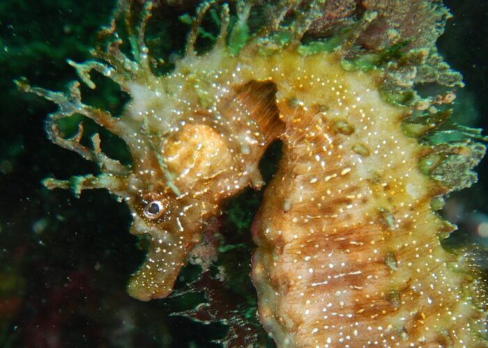 Cavalo-marinho (Hippocampus guttulatus)