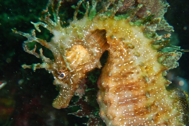 Cavalo-marinho (Hippocampus guttulatus)