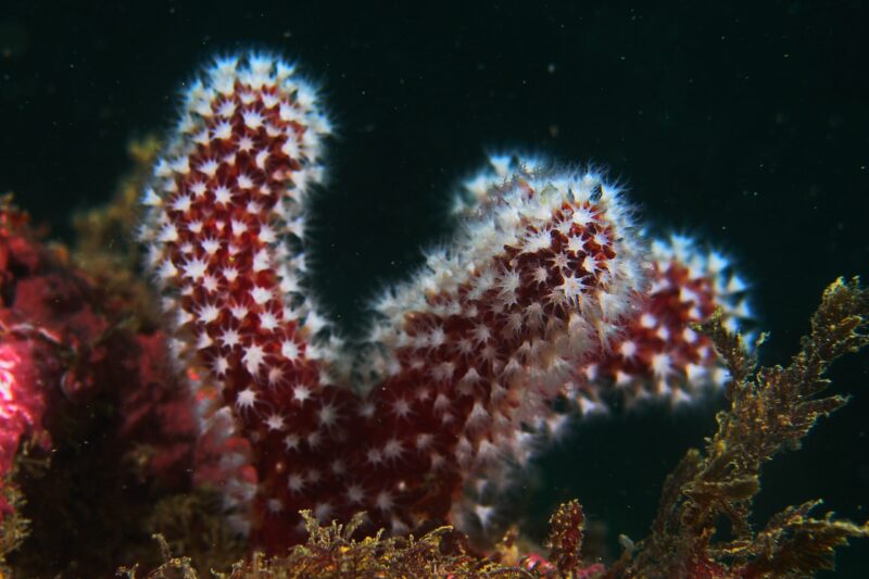 Dedo-do-mar (Alcyonium acaule)