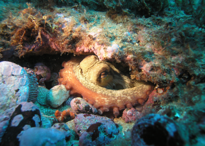 Polvo-comum (Octopus vulgaris)