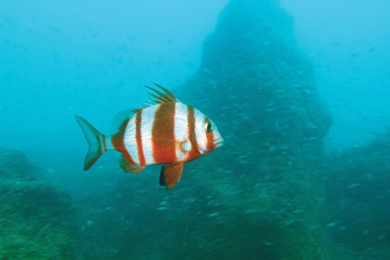 Pargo-sêmola (Pagrus auriga)