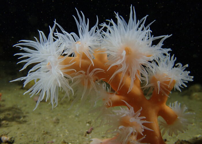 Coral (Dendrophyllia ramea)