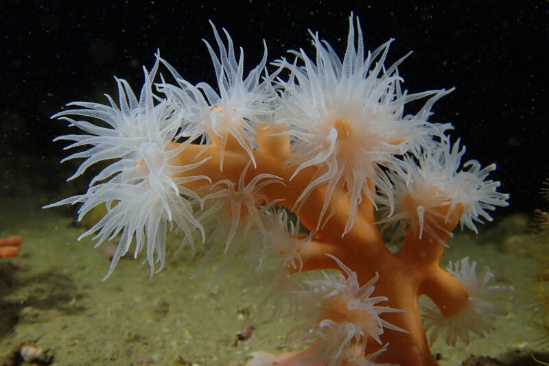 Coral (Dendrophyllia ramea)