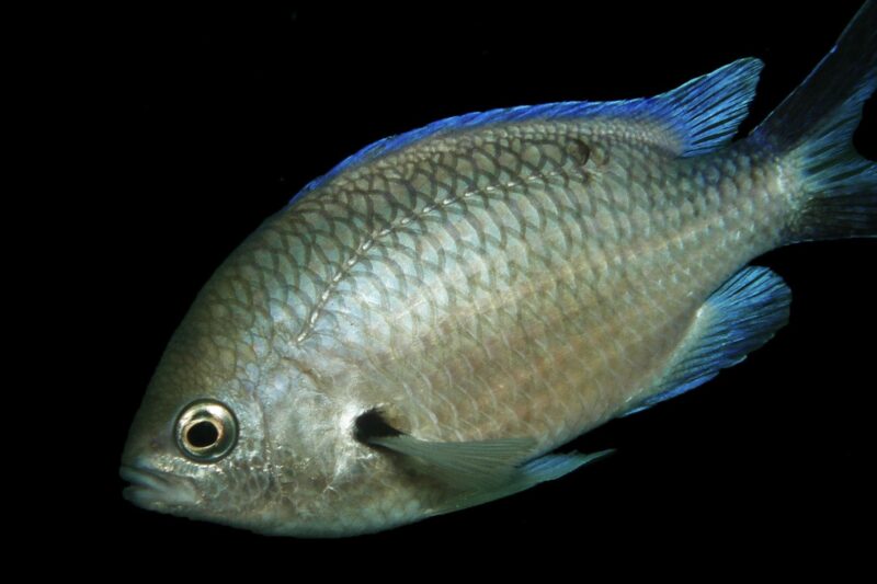 Castanheta (Chromis chromis)