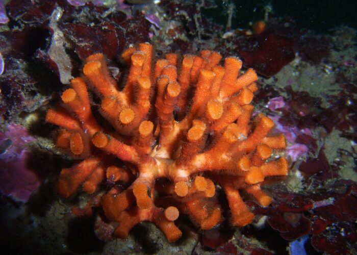 Falso-coral (Myriapora truncata)