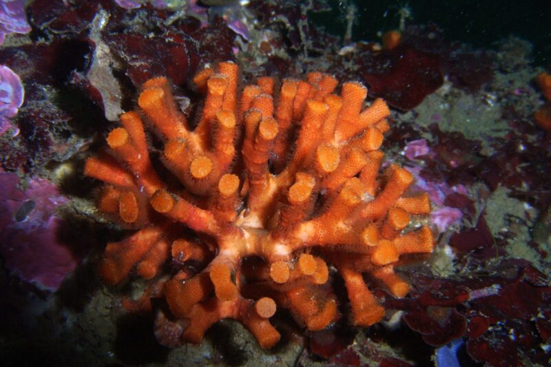 Falso-coral (Myriapora truncata)