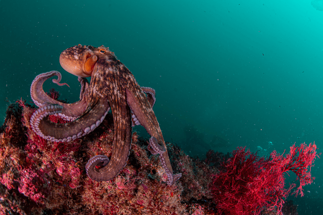 FISHERIES CO-MANAGEMENT: OCTOPUS FISHING IN ALGARVE