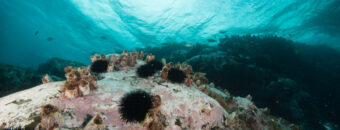 OceanoAzulFoundation_EmanuelGoncalves_Azores_Expedition (1)